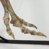 Ornithomimus sp., The Natural Canvas