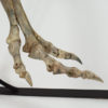 Ornithomimus sp. - Image 11