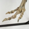Ornithomimus sp. - Image 10