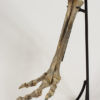 Ornithomimus sp. - Image 2