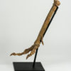 Ornithomimus sp. - Image 6