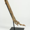 Ornithomimus sp. - Image 5