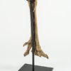 Ornithomimus sp. - Image 3