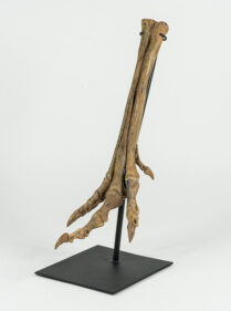 Ornithomimus sp.