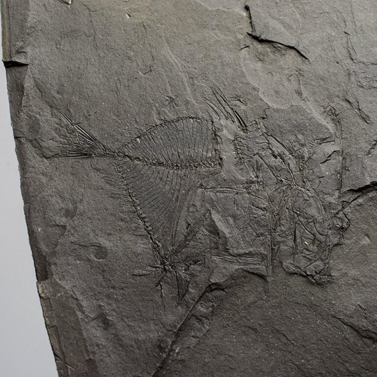 Zenopsis sp.