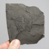 Zenopsis sp. - Image 2