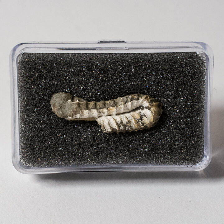Heteromorph - Spiroxybeloceras meekanum