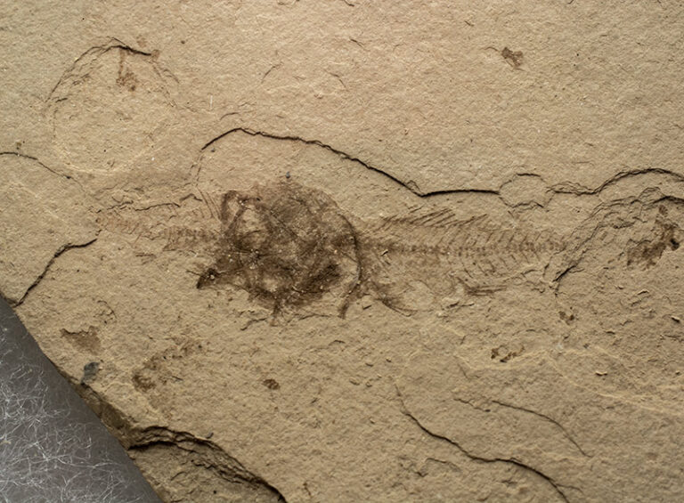 Fish eating a fish - Serranus sp.