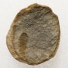 Mazon Creek Isopoda? - Image 2