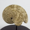 Aturia aturi - Image 3