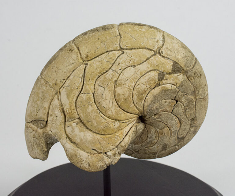 Aturia aturi