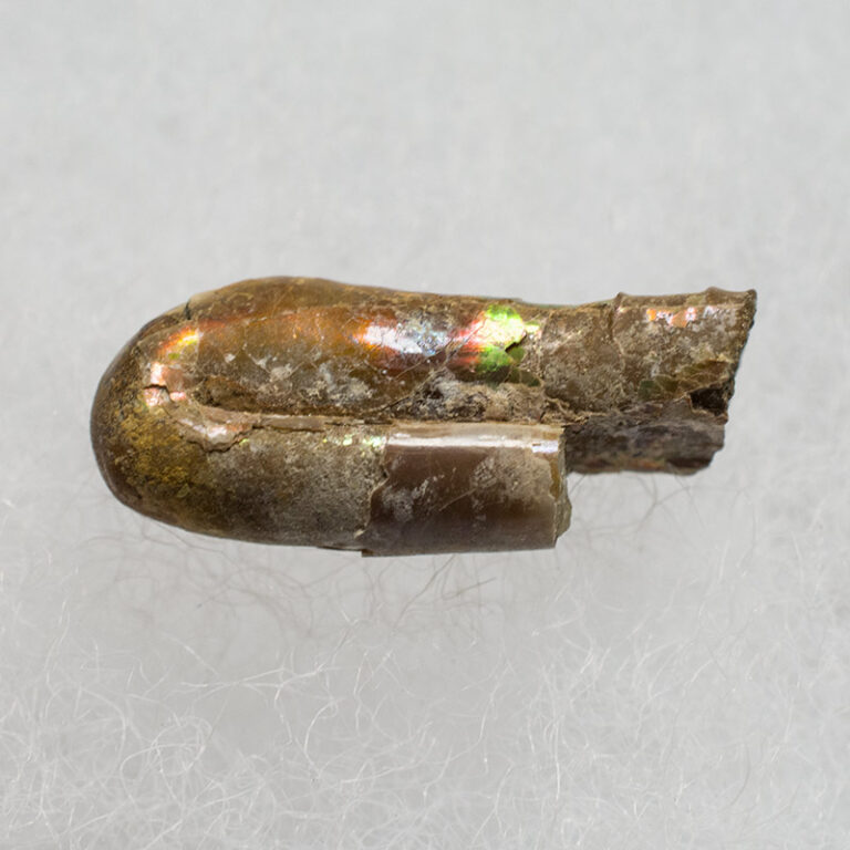 Ptychoceras sp.