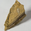Crinoid from Ukraine - Image 2