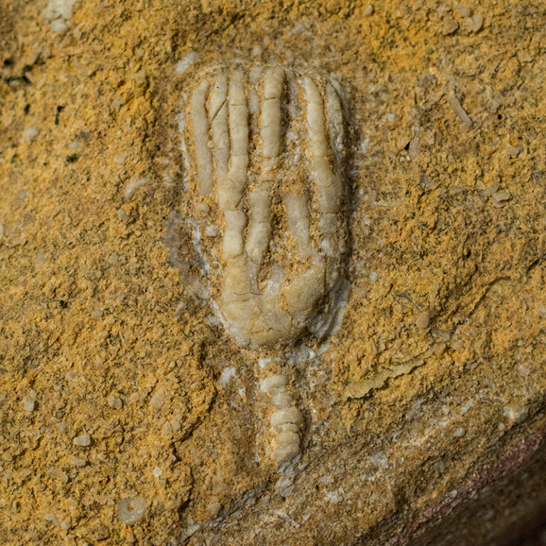Crinoid from Ukraine, The Natural Canvas