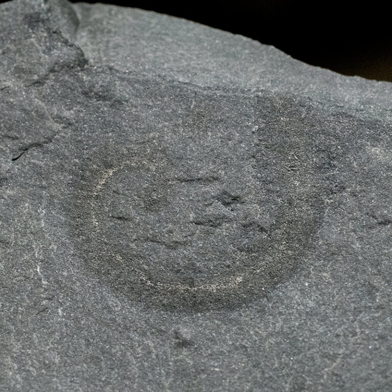 Palaeoscolex sp.