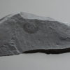 Palaeoscolex sp. - Image 2