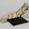 Tarbosaurus bataar - Image 8