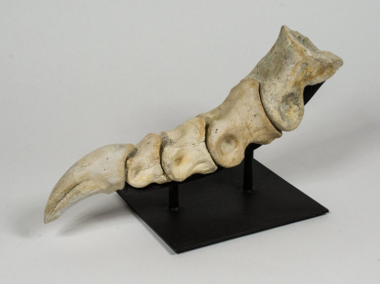 Tarbosaurus bataar
