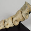 Tarbosaurus bataar - Image 10