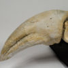 Tarbosaurus bataar - Image 11