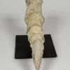 Tarbosaurus bataar - Image 12