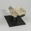 Tarbosaurus bataar - Image 7