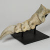 Tarbosaurus bataar - Image 6