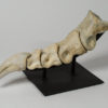 Tarbosaurus bataar - Image 5