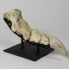 Tarbosaurus bataar - Image 4