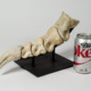 Tarbosaurus bataar - Image 2