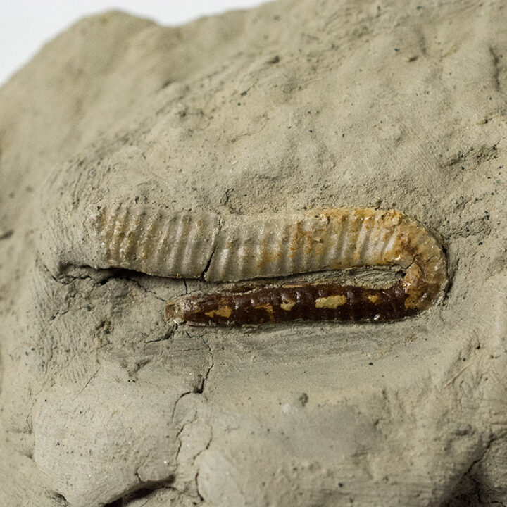 Protanisoceras sp.