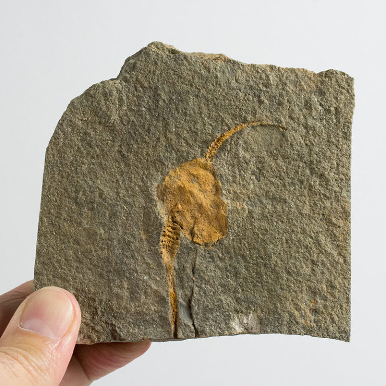 Extinct echinoderm &#8211; Dendrocystites, The Natural Canvas