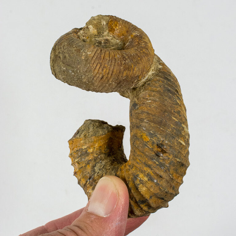 Nostoceras malagasyense (Collignon 1971)