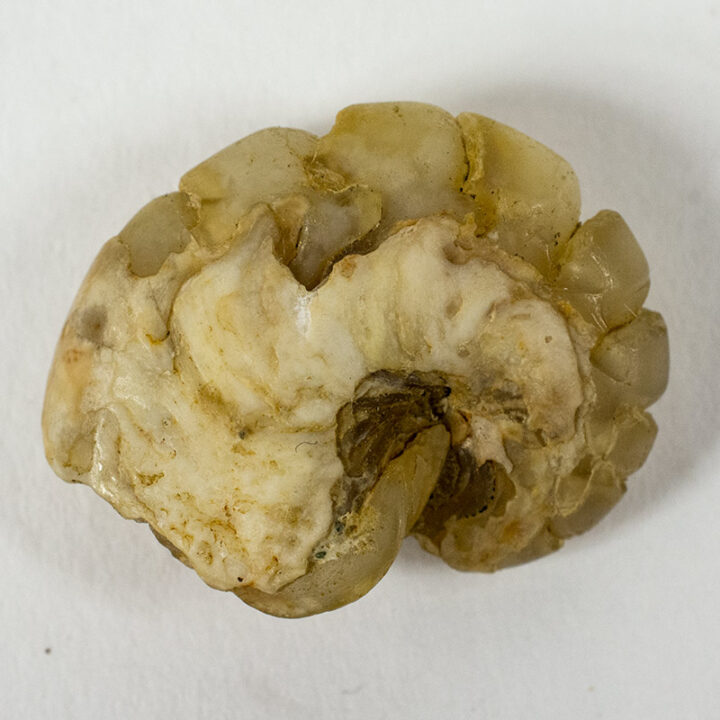 Miocene nautiloid - Aturia angustata