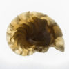 Miocene nautiloid - Aturia angustata - Image 3