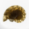 Miocene nautiloid - Aturia angustata - Image 2