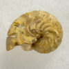 Miocene nautiloid - Aturia angustata - Image 4