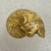 Miocene nautiloid - Aturia angustata - Image 5