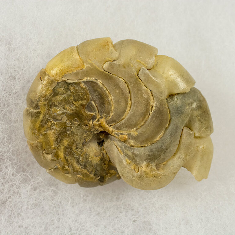 Miocene nautiloid &#8211; Aturia angustata, The Natural Canvas