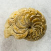 Miocene nautiloid &#8211; Aturia angustata, The Natural Canvas