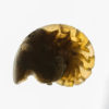 Miocene nautiloid - Aturia angustata - Image 2