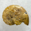 Miocene nautiloid - Aturia angustata - Image 3