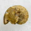 Miocene nautiloid - Aturia angustata - Image 4