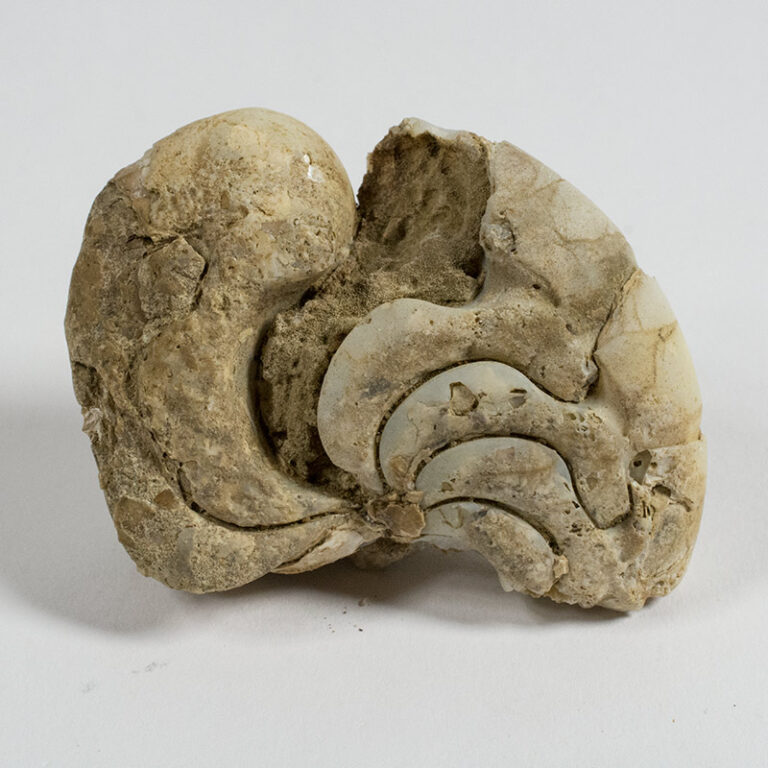 Miocene nautiloid - Aturia angustata