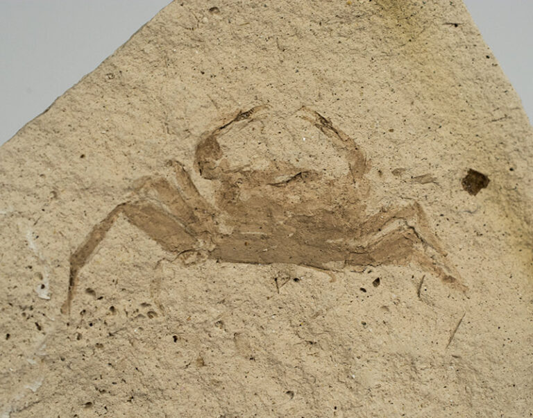 Pinnixa galliheri Rathbun
