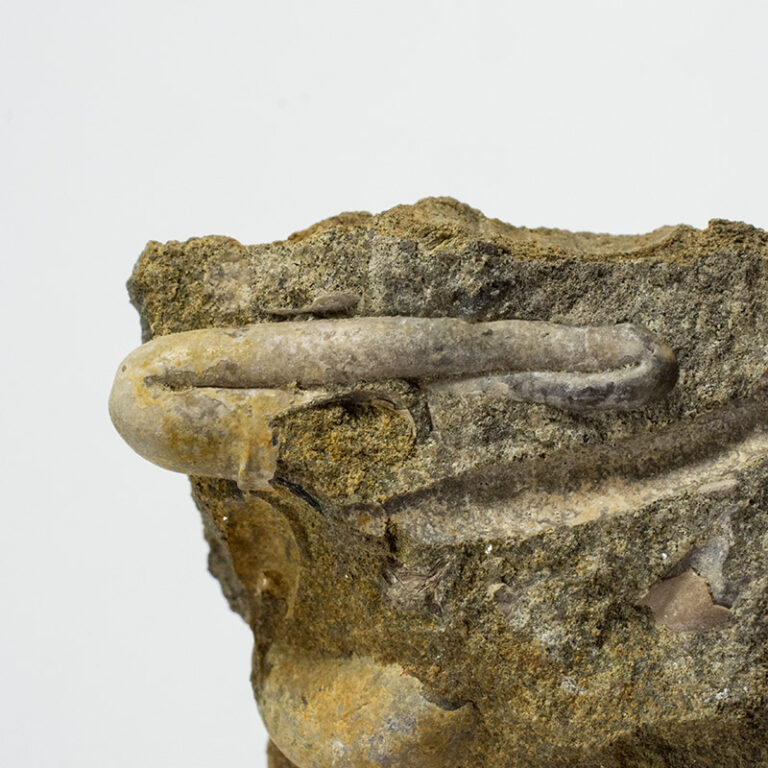 Ptychoceras sp.