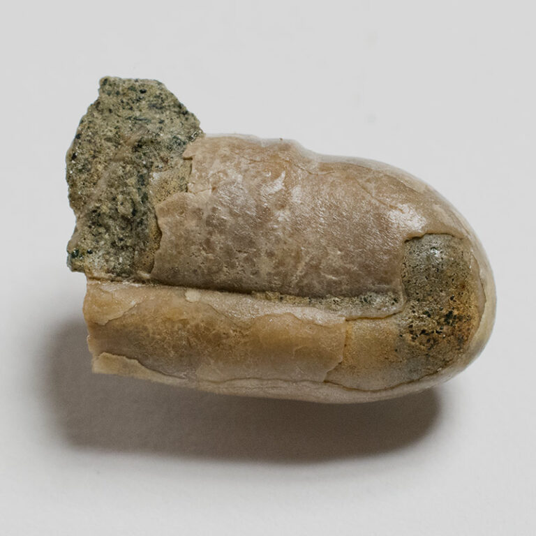 Ptychoceras sp.