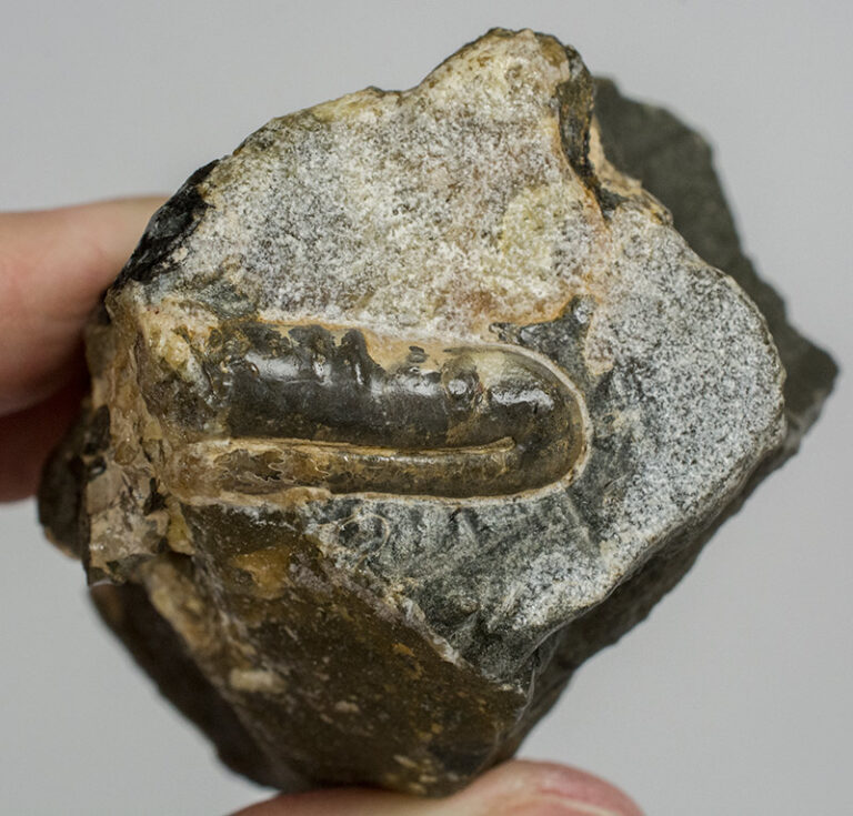 Ptychoceras sp.