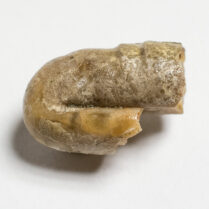 Heteromorph - Ptychoceras sp.