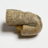 Heteromorph - Ptychoceras sp. - Image 2